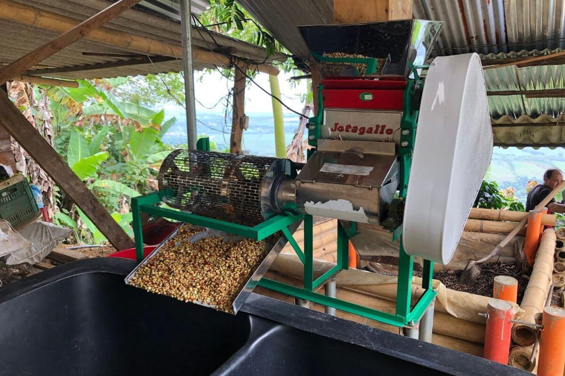 The Journey of Colombian Coffee: From Tree to Green Bean