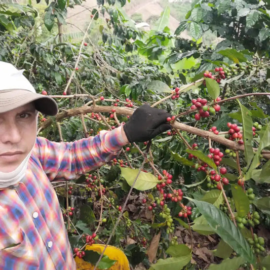 Duberney Cifuentes COLOMBIA Variety Natural Process | Green Coffee $8.25/lb