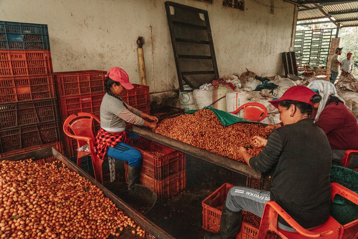 Duberney Cifuentes Pink Bourbon Variety Natural Process | Roasted