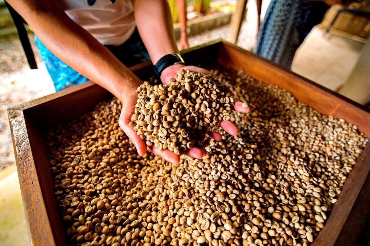 Luis Velazco Regional Huila | Castillo Lavado Washed | Green Coffee $5.96/lb