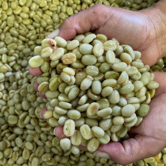 Luis Velazco Regional Huila | Castillo Lavado Washed | Green Coffee $5.96/lb