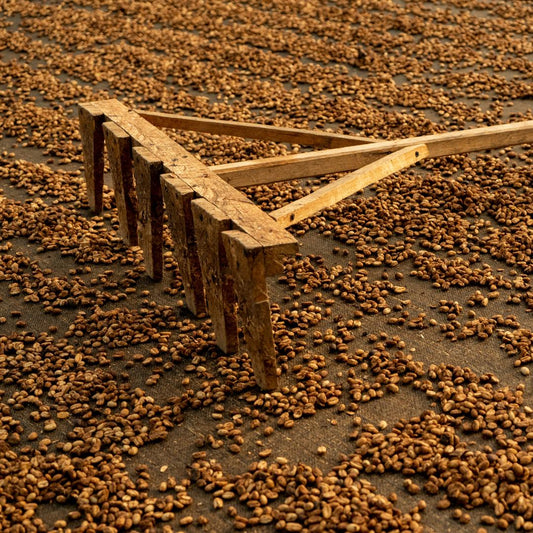 Wilder Lazo SL 28 Lavado Washed Process | Roasted