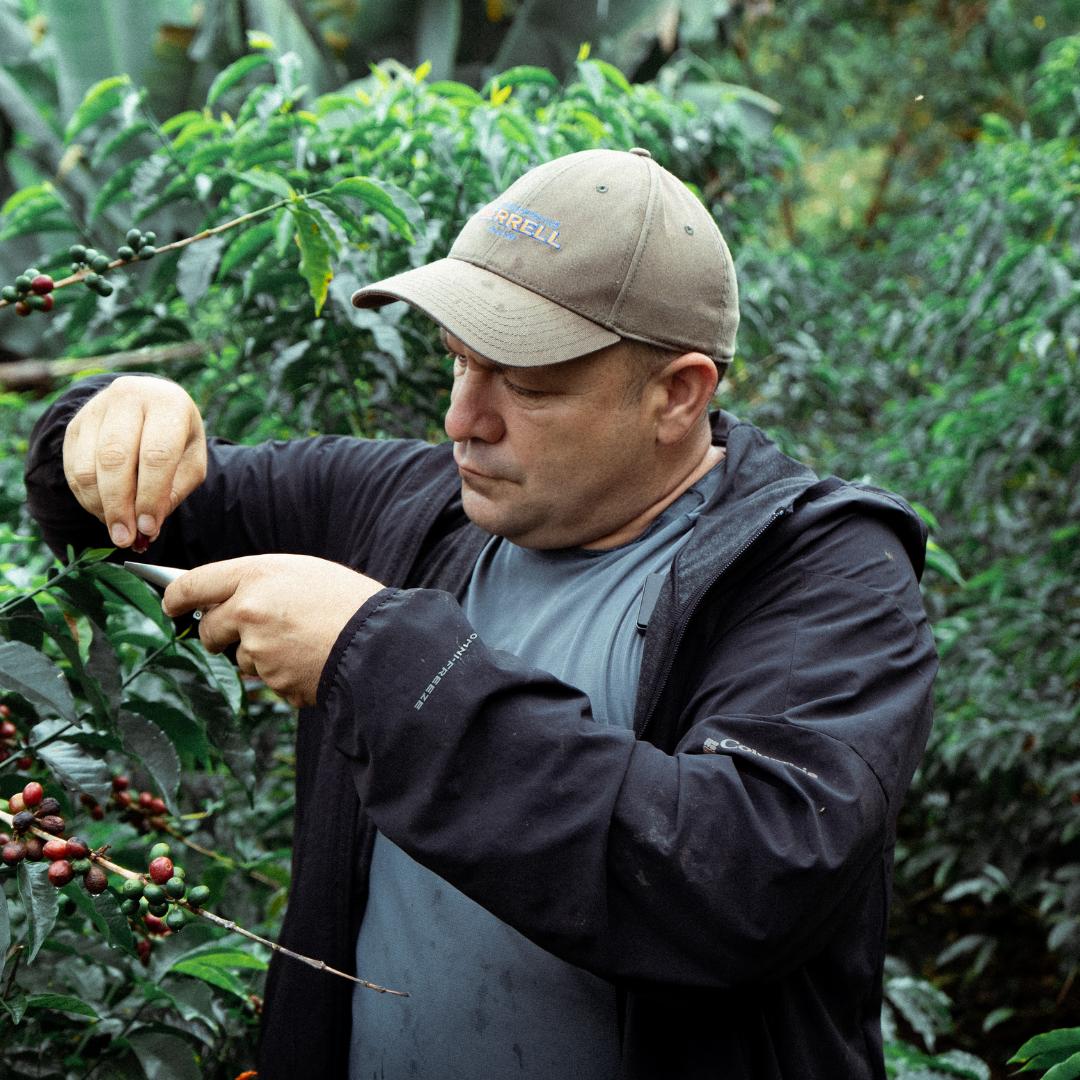 Wilder Lazo SL 28 Lavado Washed Process | Roasted