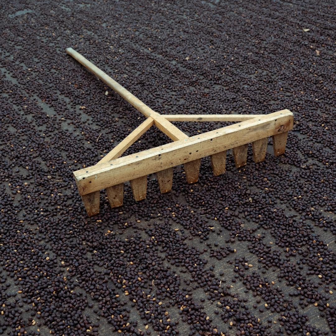 Decaf Natural Process + Sugar Cane EA Decaf | 35kg