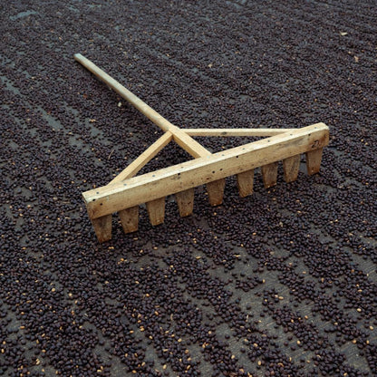 Decaf Natural Process + Sugar Cane EA Decaf | 35kg