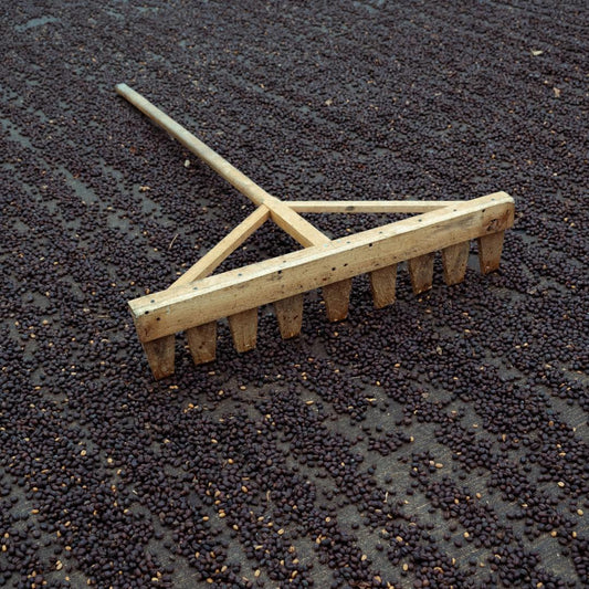 Wilder Lazo SL 28 Natural Process | Roasted